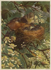 Vogels voeden hun jongen in een nest door English School