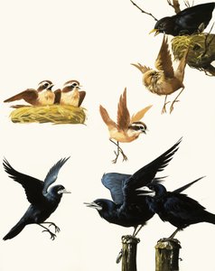 Vogels montage door English School
