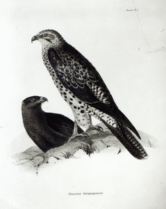 Roofvogels, plaat 2 uit 