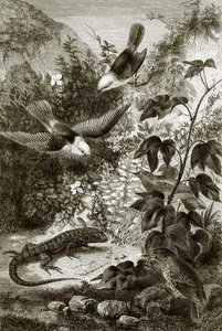 Vogels, reptielen en vegetatie