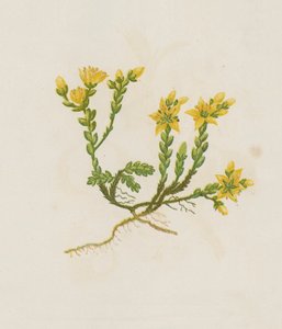 Muurpeper, Sedum Acre