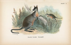 Zwartstaart Wallaby door English School