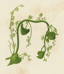Zwarte Bryony, Tamus Communis