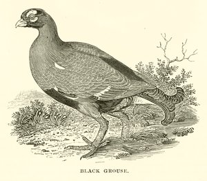 Korhoen (gravure)
