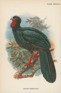 Zwarte Penelope