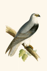 Zwartvleugelige wouw, illustratie uit 