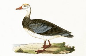 Blauwgevleugelde Gans, illustratie uit 