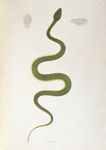 Bodroo Pam Slang uit Een Verslag van Indiase Slangen verzameld van de Kust van Coromandel door Patrick Russell, Londen, 1796 door English School