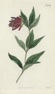 Botanische gravure door English School