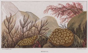 Botrylli
