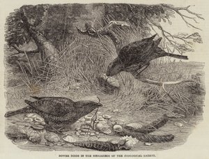 Tuinvogels in de menagerie van de Zoological Society (gravure)