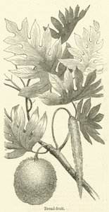 Broodvrucht