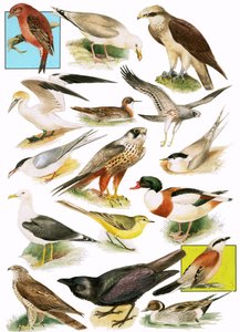 Britse vogels door English School