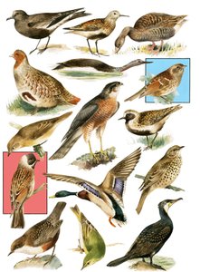 Britse Vogels