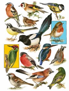 Britse Vogels