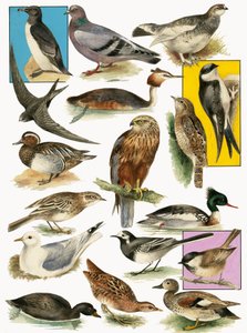 Britse vogels