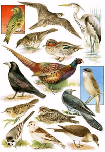 Britse vogels