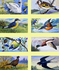 Britse vogels montage