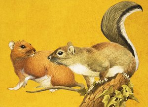 Bruine Rat en Grijze Eekhoorn