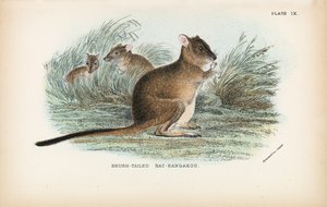 Borstelstaart rat-kangoeroe door English School
