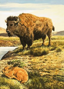 Buffel door English School