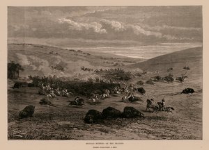 Buffeljacht op de prairies (gravure) door English School
