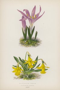 Bulbocodium Vernum; Narcissus Minor door English School