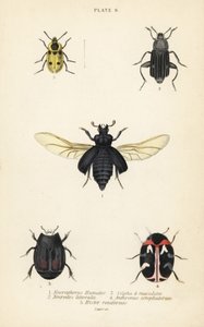 Begrafeniskever, Nicrophorus humator 1, aaskevers, Necrodes littoralis 2, Dendroxena quadrimaculata 3, tapijtkever, Anthrenus scrophulariae 4, en Hister quadrimaculatus var door English School