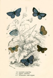Vlinders