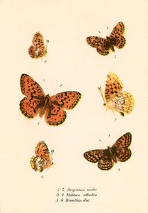 Vlinders