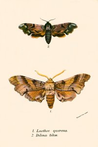 Vlinders