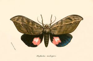Vlinders