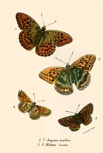 Vlinders