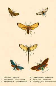 Vlinders