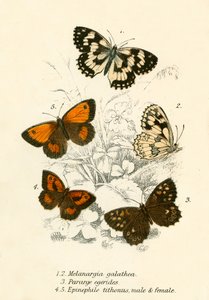 Vlinders