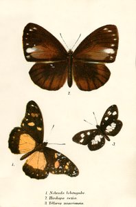 Vlinders