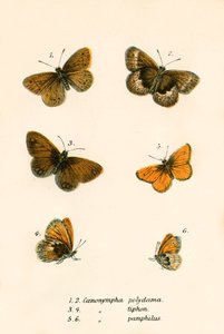 Vlinders