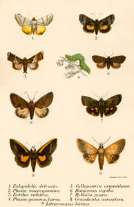 Vlinders