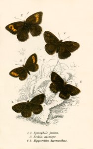 Vlinders