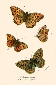 Vlinders