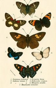 Vlinders
