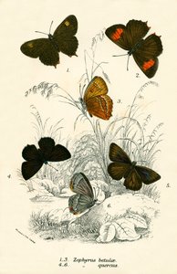 Vlinders