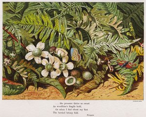 Vlinders, varens en bloemen
