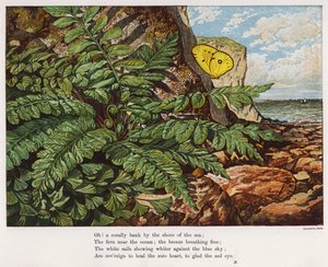 Vlinder en varen aan de voet van een klif bij de zee