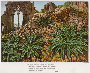 Vlinder en varens te midden van de ruïnes van een abdij (gekleurde gravure)