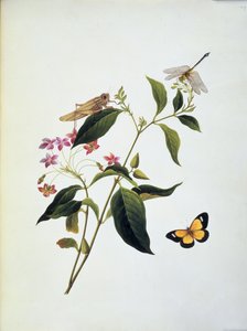 Vlinder, sprinkhaan en libel op een plant
