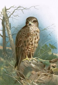 Buizerd door English School