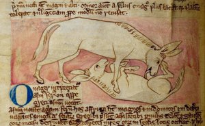 CCA-LitMs/D/10 fol. 10r Wilde ezel, uit Bestiarium