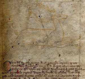 Stag, uit Bestiarium