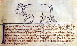 Stierkalf, uit Bestiarium